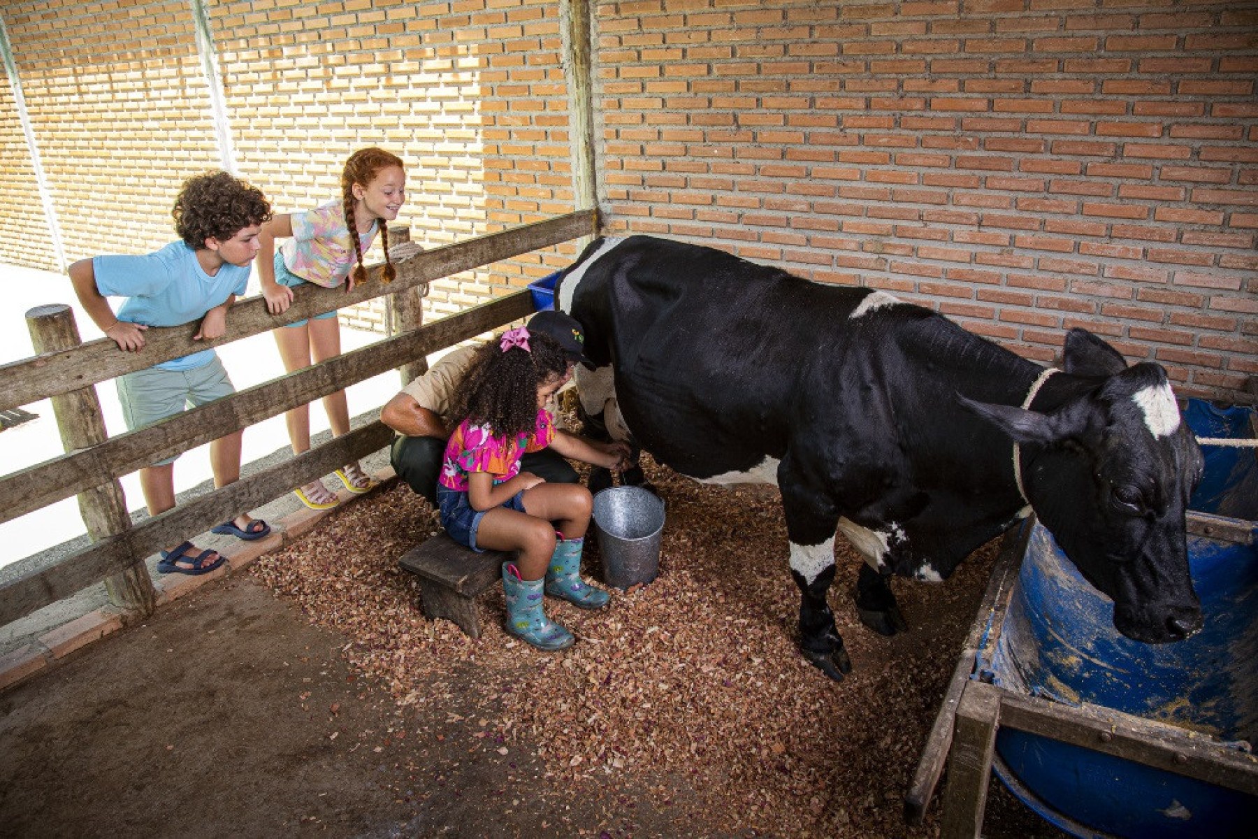 Com vários animais, a Fazendinha é um lugar querido pelas crianças. Pela manhã, dá para acompanhar a hora da ordenha