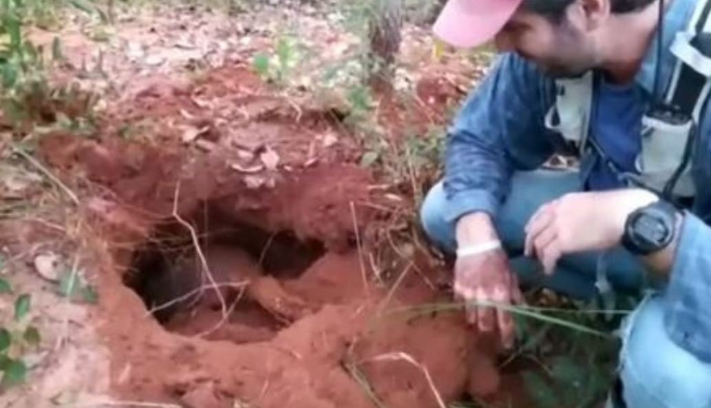 Eles gostam de ficar em tocas de tatu-canastra. Geralmente, esses tatus abrem tocas de até 5 metros de profundidade, mas ficam apenas dois dias. 