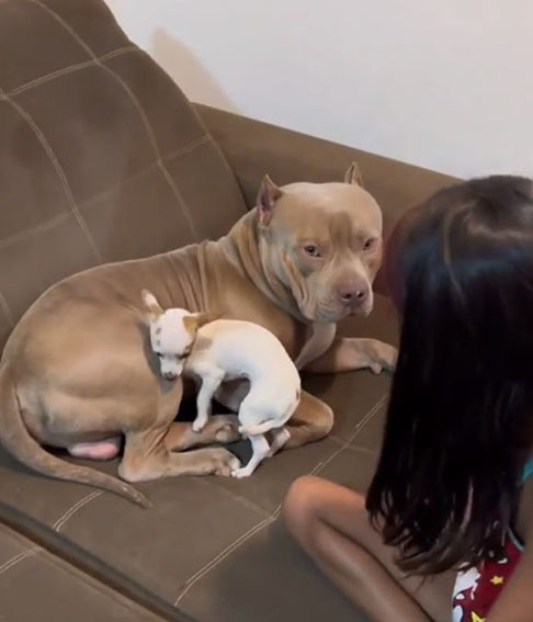 De uma maneira geral, a cena foi recebida com ternura e entusiasmo pelos internautas, que logo perceberam a fofura e o cuidado de Paçoca com seu "irmão" pitbull.