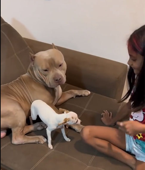 Apesar de Paçoca ser "estressadinha", a criança e Big parecem estar acostumados com sua personalidade e não dão bola. O vídeo rapidamente chegou a mais de um milhão de visualizações e teve milhares de comentários.
