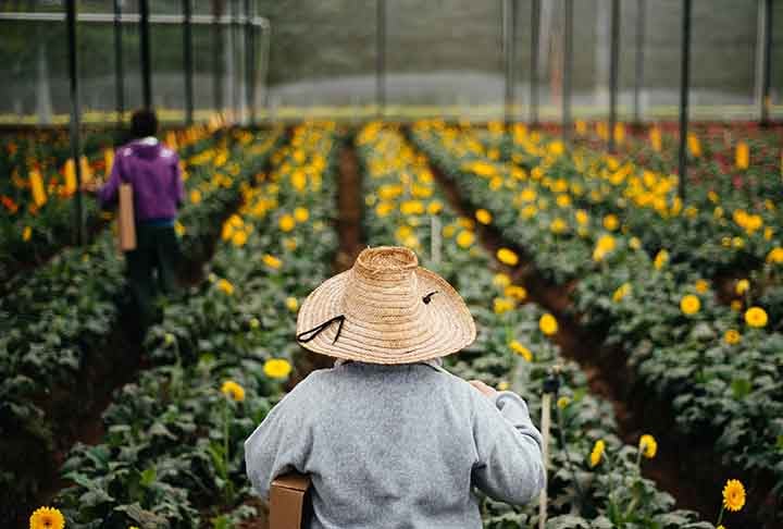As primeiras famílias de agricultores holandeses que chegaram no final dos anos 50 iniciaram uma cooperativa de plantação de flores. Anos depois, ou a se chamar Veiling e foi implementada a venda por leilão. Veiling em holandês quer dizer leilão.