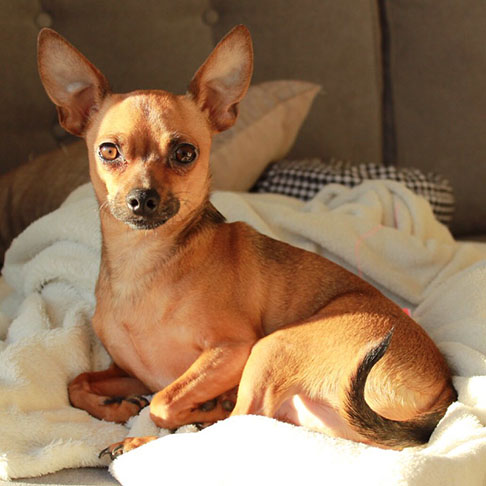 Apesar da "valentia", o pinscher pode ser um ótimo companheiro para seus tutores, sejam eles crianças, adultos ou idosos. 