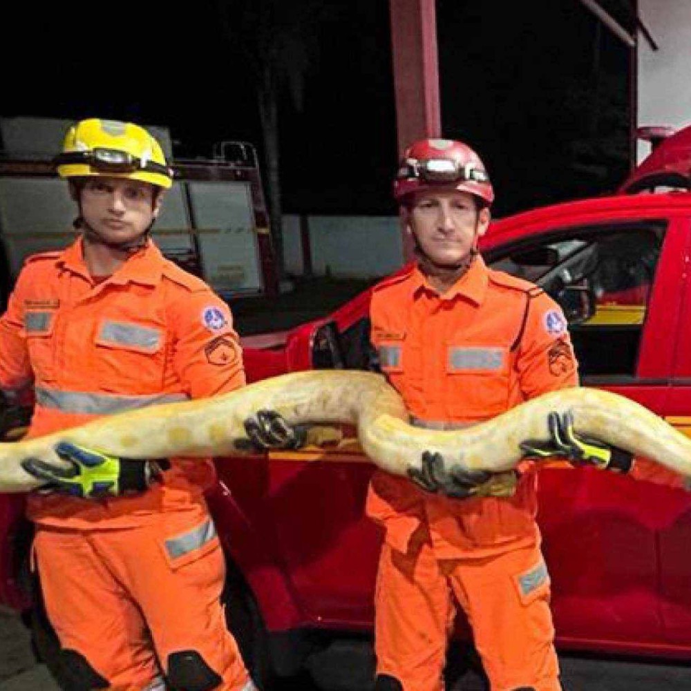 Serpente esmagadora de presas com 4 metros é encontrada em rua de mg