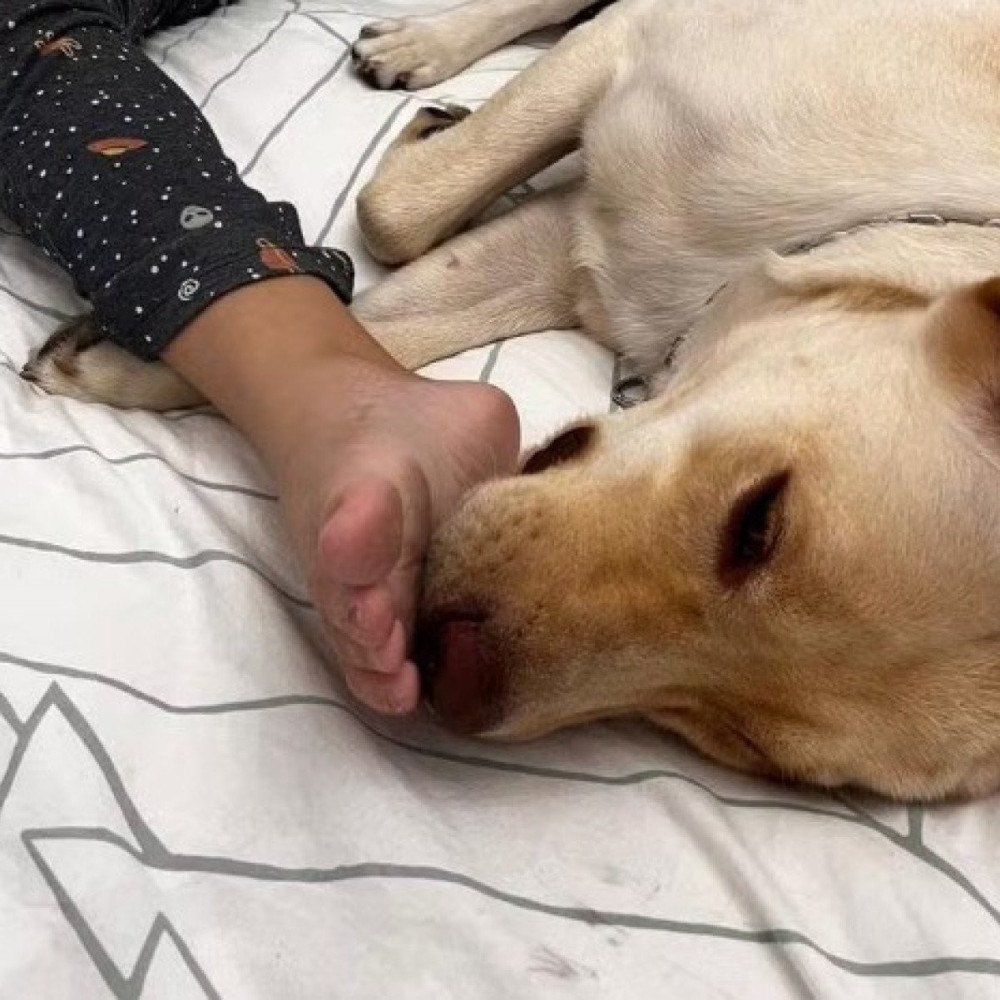 Cão de apoio de menina autista chega a portugal após impasse com aérea