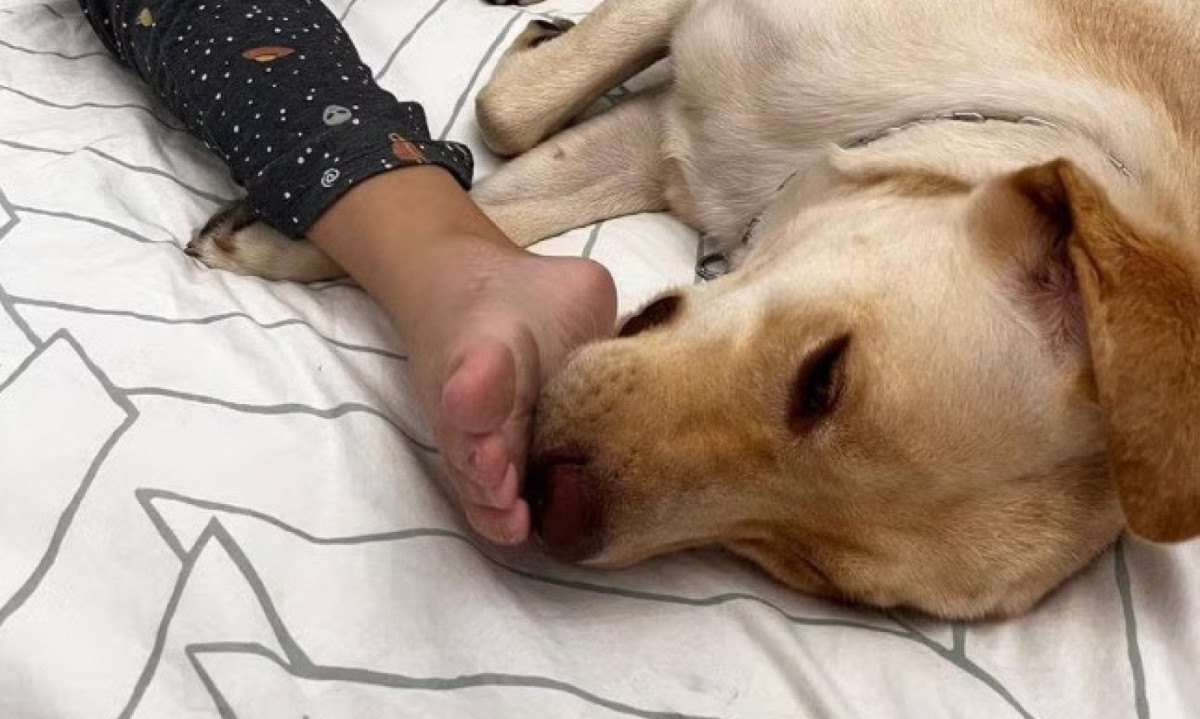 Cachorro que serve de apoio emocional para criança de 12 anos embarcou para Portugal na manhã deste sábado -  (crédito: Reprodução/Arquivo Pessoal)