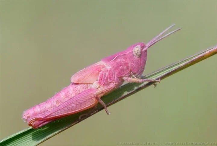 O fotógrafo não conhecia a espécie e deduziu que, de fato, seria algo especial.  "Nunca tinha ouvido falar deles. Percebi que era um gafanhoto rosa e imaginei que fosse muito raro", disse Gary.