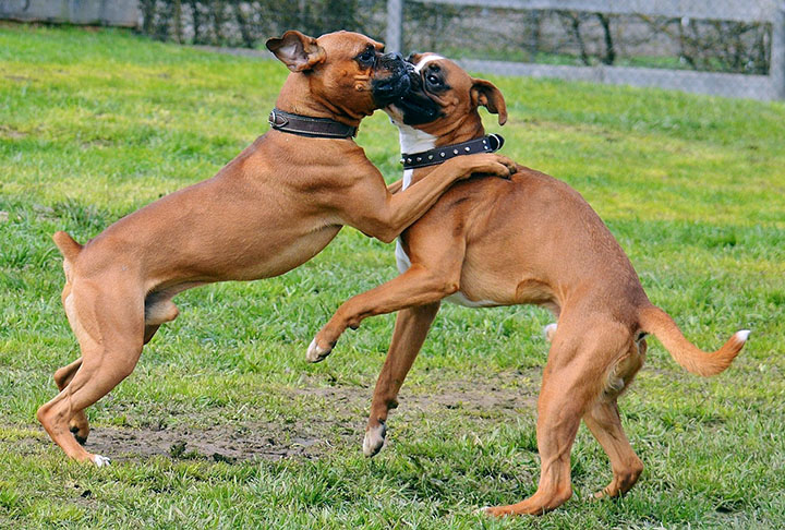 Enormes, fortes e até com uma carinha um pouco ameaçadora, os Boxers são brincalhões e companheiros. Adoram pular em seus tutores e se divertem com tudo o que encontram pela frente.