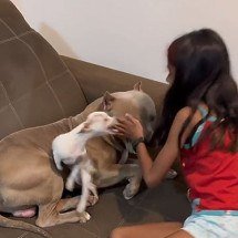 Segurem eles! Reações de cães ciumentos viralizam na web - Reprodução do TikTok @pipoquinhaepacoca