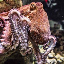 Até eles andam tensos: Mortalidade de polvos na Espanha é causada por estresse -  Imagem de edmondlafoto por Pixabay