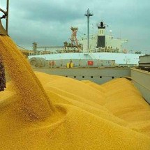 Grão poderoso: Megacolheita de soja impulsiona crescimento da agropecuária em 2025 -  Divulgação Governo Federal