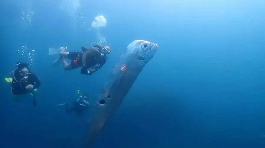 Peixe gigante, do tamanho de uma pessoa adulta, causa espanto e viraliza - REPRODUÇÃO INSTAGRAM