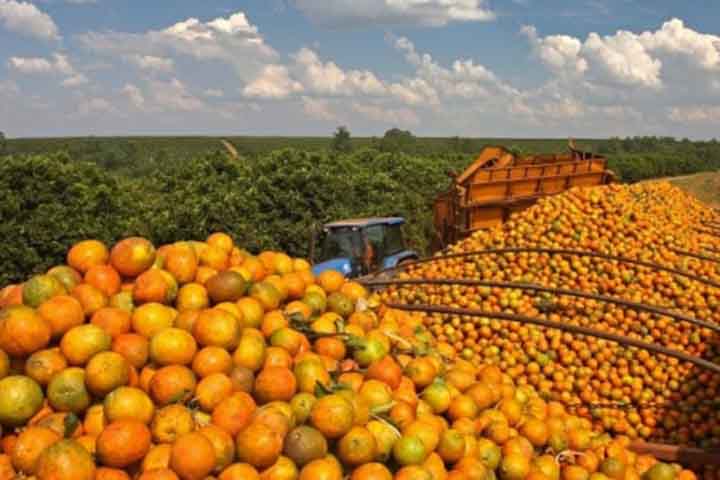 As laranjas também possuem compostos antioxidantes como flavonoides, que têm propriedades anti-inflamatórias e podem ajudar a reduzir os riscos associados ao envelhecimento precoce e doenças degenerativas.