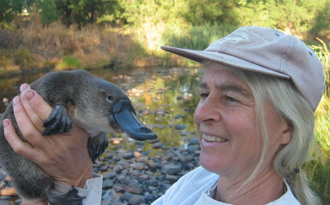 A Australian Platypus Conservancy é uma  uma organização não governamental e sem fins lucrativos, fundada em 1994 e  dedicada à conservação do ornitorrinco.    Os estudiosos fazem diversas ações de preservação e descrevem as principais ameaças para o animal, visando à sobrevivência da espécie. 