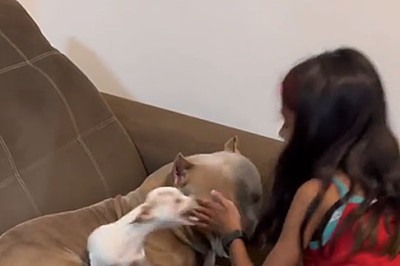 Companheiros e leais, os cães são considerados os melhores amigos do homem. Esses animais desenvolvem laços preciosos de um afeto incondicional. Muitas das vezes, com instinto de proteção, eles demonstram ciúme e afeto por seus donos.   -  (crédito: Reprodução do TikTok @pipoquinhaepacoca)