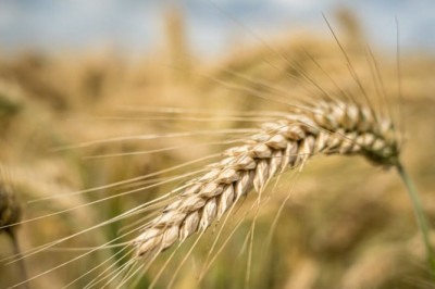 Engana-se quem acha que a cevada se limita apenas à fabricação da cerveja. Esse cereal está presente em outras fontes de alimento, traz benefícios aos indivíduos e é forte na medicina chinesa.  -  (crédito: wirestock freepik)