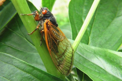 As cigarras são conhecidas pelo som alto e contínuo que produzem, especialmente nos dias quentes. Esse barulho é emitido pelos machos para atrair fêmeas durante a reprodução. -  (crédito: Imagem de parlansky por Pixabay)