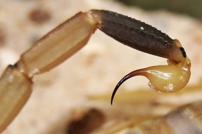 Embora a picada do escorpião não seja fatal para uma pessoa saudável, ela pode resultar em febre, convulsões e paralisia, dependendo da saúde da vítima. -  (crédito: wikimedia commons Danny S.)