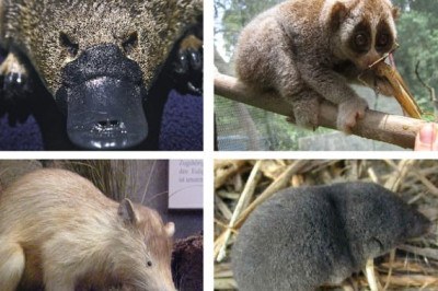 Uma das curiosidades do mundo animal é o veneno de espécies de mamíferos. São somente quatro na natureza: o musaranho, o lóris-lento, o almiqui e o ornitorrinco. Animais curiosos. Veja só -  (crédito: Montagem Flipar)