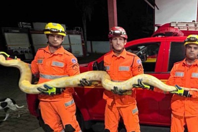 O encontro com a cobra de uma das maiores espécies do mundo no município de pouco mais de 8,6 mil habitantes causou muita surpresa -  (crédito: CBMMG)