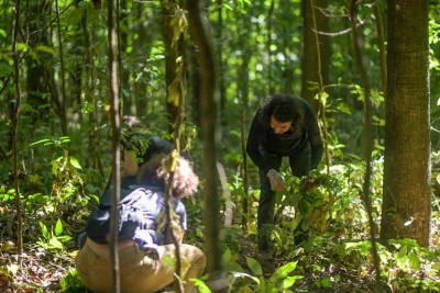Voluntários se mobilizaram para retirar uma planta invasora que prejudica o ecossistema local -  (crédito: Leandro Couri/EM/D.A Press)