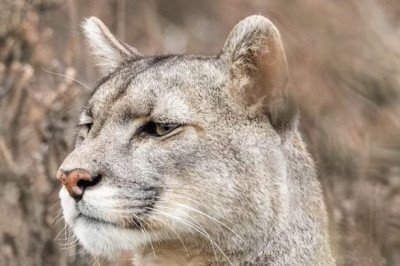 As imagens de um fotógrafo brasileiro ficando frente a frente com um puma viralizaram nas redes sociais nos últimos dias. -  (crédito: Divulgação/Marcello Cavalcanti)