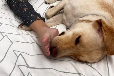 Cachorro que serve de apoio emocional para criança de 12 anos embarcou para Portugal na manhã deste sábado -  (crédito: Reprodução/Arquivo Pessoal)