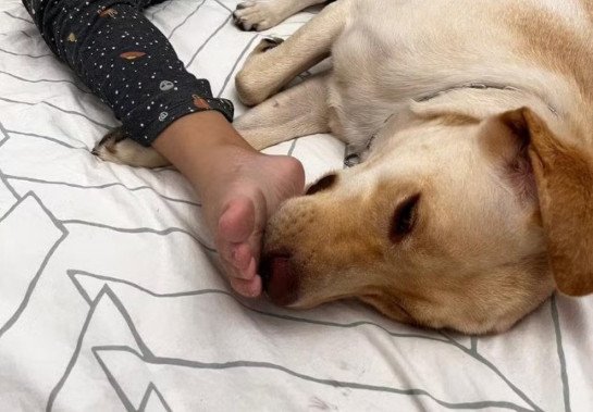 Cão de apoio de menina autista chega a Portugal após impasse com aérea