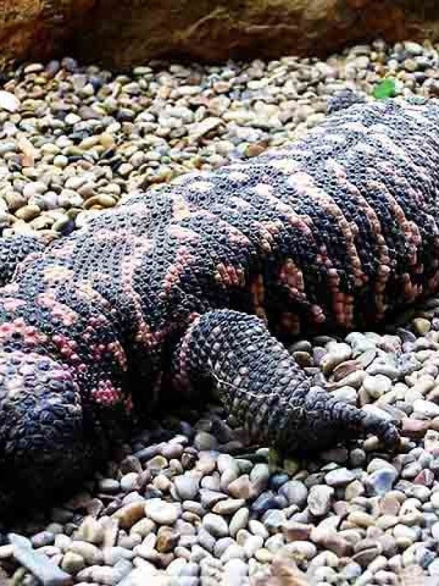 Lagarto venenoso foi chave para remédio contra diabetes que muitos usam para emagrecer
