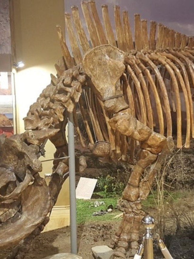 Não era mito? Pesquisadores descobrem fóssil de unicórnio