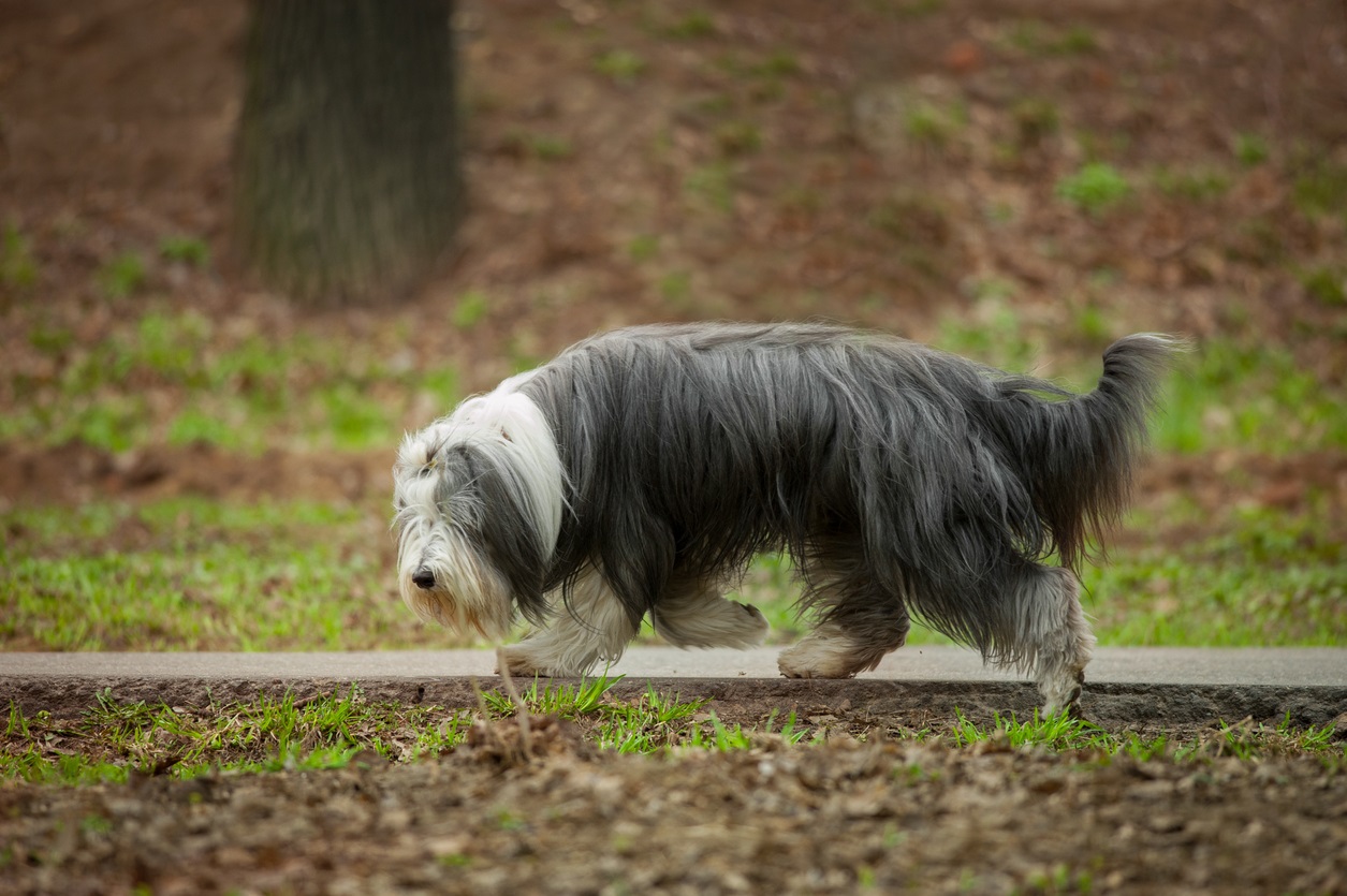 O Bearded Collie Ã© diferente dos cÃ£es pastores independentes que caracterizam os Collies e estÃ¡ sempre buscando a atenÃ§Ã£o do dono.