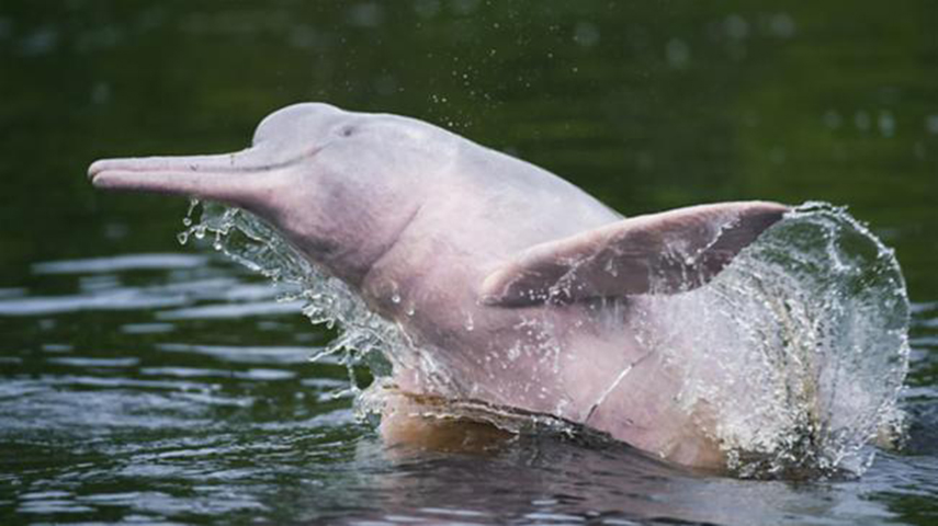 Boto Cor-de-Rosa - O maior golfinho de água doce vive na Amazônia e faz parte, inclusive, da cultura popular: o folclore de que se transforma em homem que atrai as mulheres. Tem sido vítima de pesca predatória. 