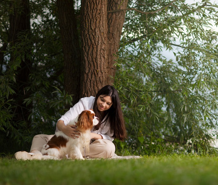 Um Cavalier, especialmente o King Charles Spaniel, nunca estarÃ¡ plenamente feliz se nÃ£o estiver no colo do seu tutor.