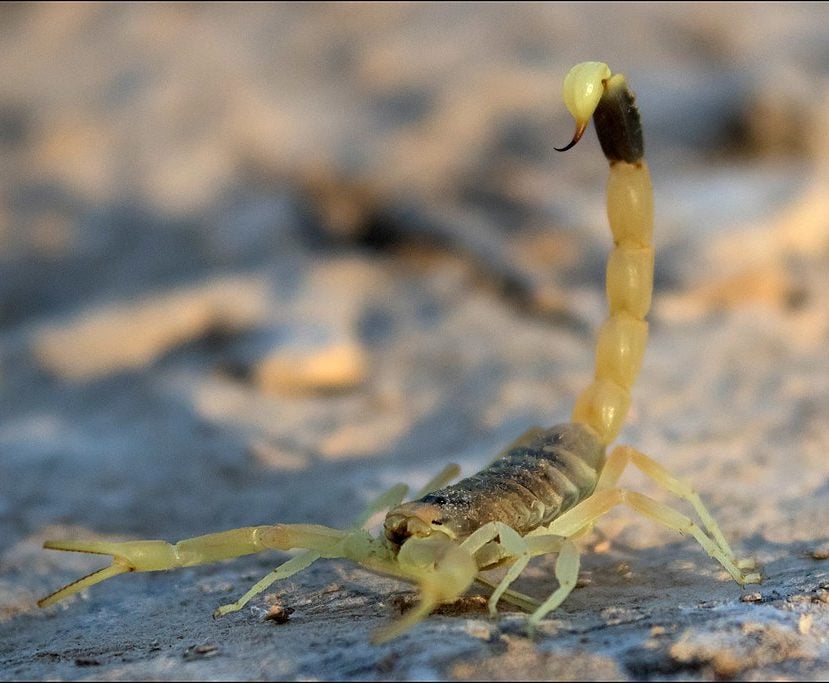 Este escorpião também é conhecido como "deathstalker" ("perseguidor da morte", em tradução livre) e seu veneno contém diferentes neurotoxinas, incluindo a clorotoxina, que tem potencial para ser usada em diversos avanços médicos.