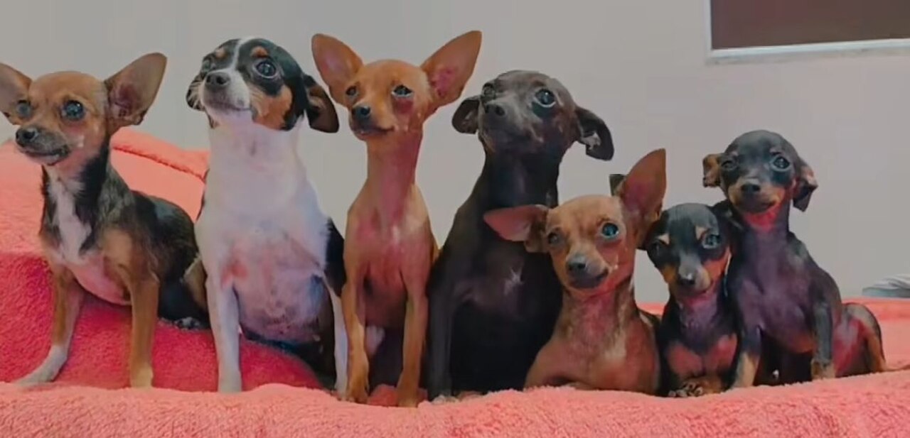 Os pinschers, como PaÃ§oca, sÃ£o conhecidos por serem cÃ£es de guarda corajosos, alertas e protetores. Eles possuem uma personalidade leal e podem se manifestar como um comportamento ciumento em relaÃ§Ã£o a outros animais.