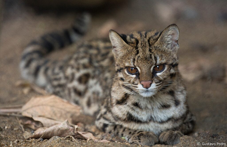 Gato do Mato Pequeno - É menor do que os gatos domésticos: raramente passa de 50 cm de comprimento e pesa em média 2 kg. Natural do Norte e do Nordeste do Brasil, foi perdendo espaço com a ocupação de seu habitat por construções irregulares. 