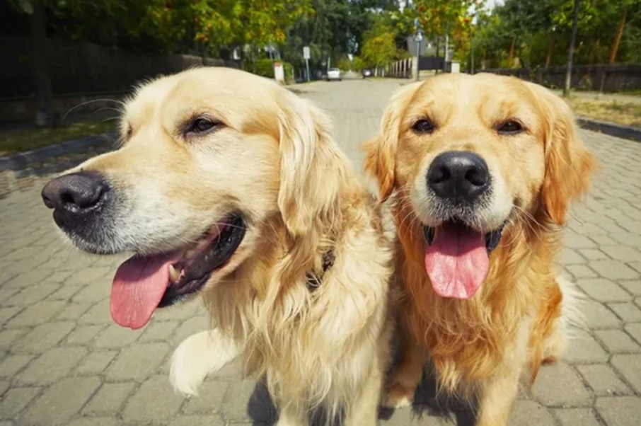 Outra raça extremamente carinhosa e amigável é o Golden Retriever, que tem verdadeira paixão por seus tutores.