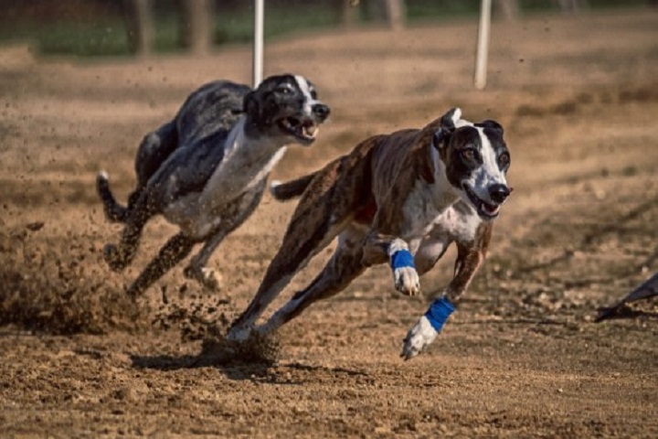 Ainda que sejam conhecidos por serem cÃ£es de corrida, os Greyhounds preferem ficar no colo do tutor a correr numa pista.