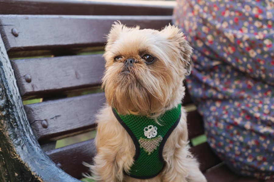 Um Griffon de Bruxelas ama ser paparicado, adora um colo e, realmente, nunca estará plenamente feliz se não estiver tendo a atenção de todos do ambiente.