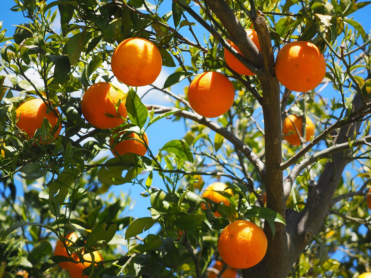 Além disso, ela é altamente valorizada por sua praticidade, podendo ser consumida in natura, em sucos ou incorporada a diversas receitas culinárias, o que a torna uma escolha acessível e saborosa para pessoas de todas as idades. Vamos conhecer alguns de seus benefícios e seu uso em receitas??
