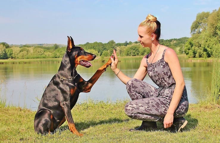 Foi a primeira raÃ§a criada especialmente para proteÃ§Ã£o e tem expectativa de vida de 10 a 13 anos. No entanto, Doberman e Pincher nÃ£o estÃ£o sozinhos no quesito "ciÃºmes". Outras raÃ§as sÃ£o muito apegadas a seus donos.
