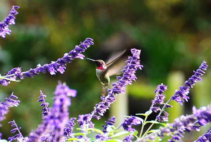 A lavanda, embora não tenha flores tubulares, atrai os beija-flores pelo aroma intenso e pequenas quantidades de néctar. Seu formato permite que as aves se alimentem de várias flores rapidamente.