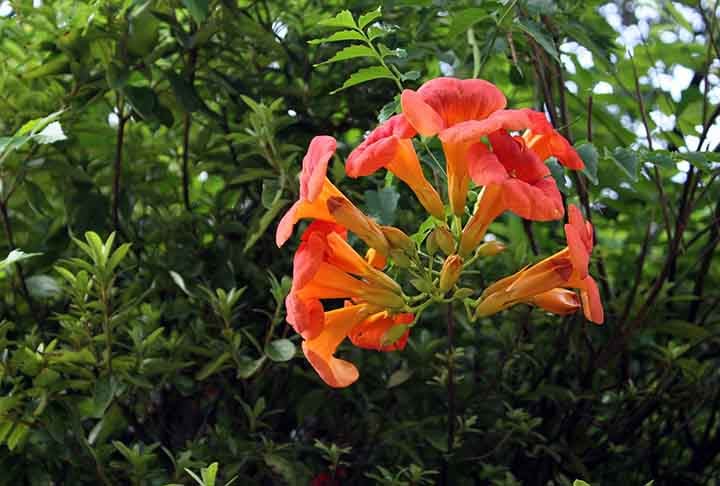 A trombeta-chinesa oferece flores grandes e tubulares, que acumulam nÃ©ctar em abundÃ¢ncia. Sua cor laranja intensa atrai os beija-flores, que se alimentam com facilidade.
