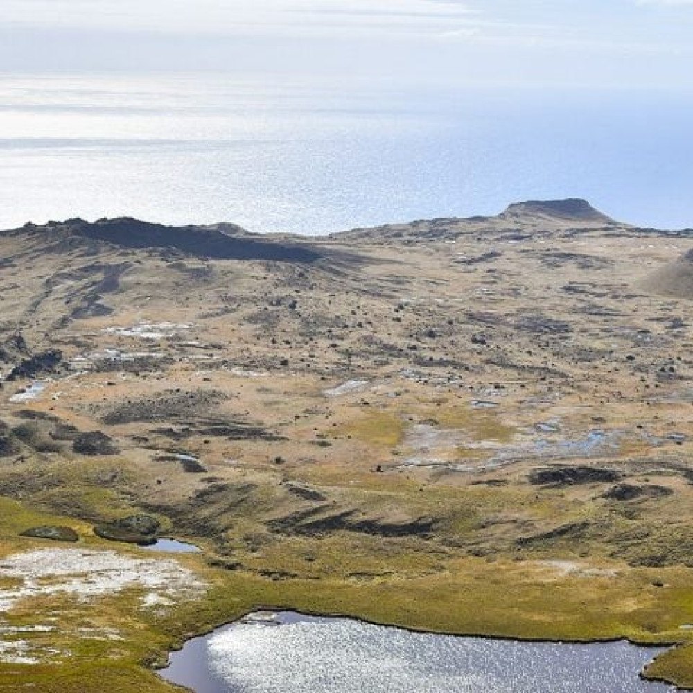 Gado introduzido em ilha do oceano índico se adaptou e foi abatido