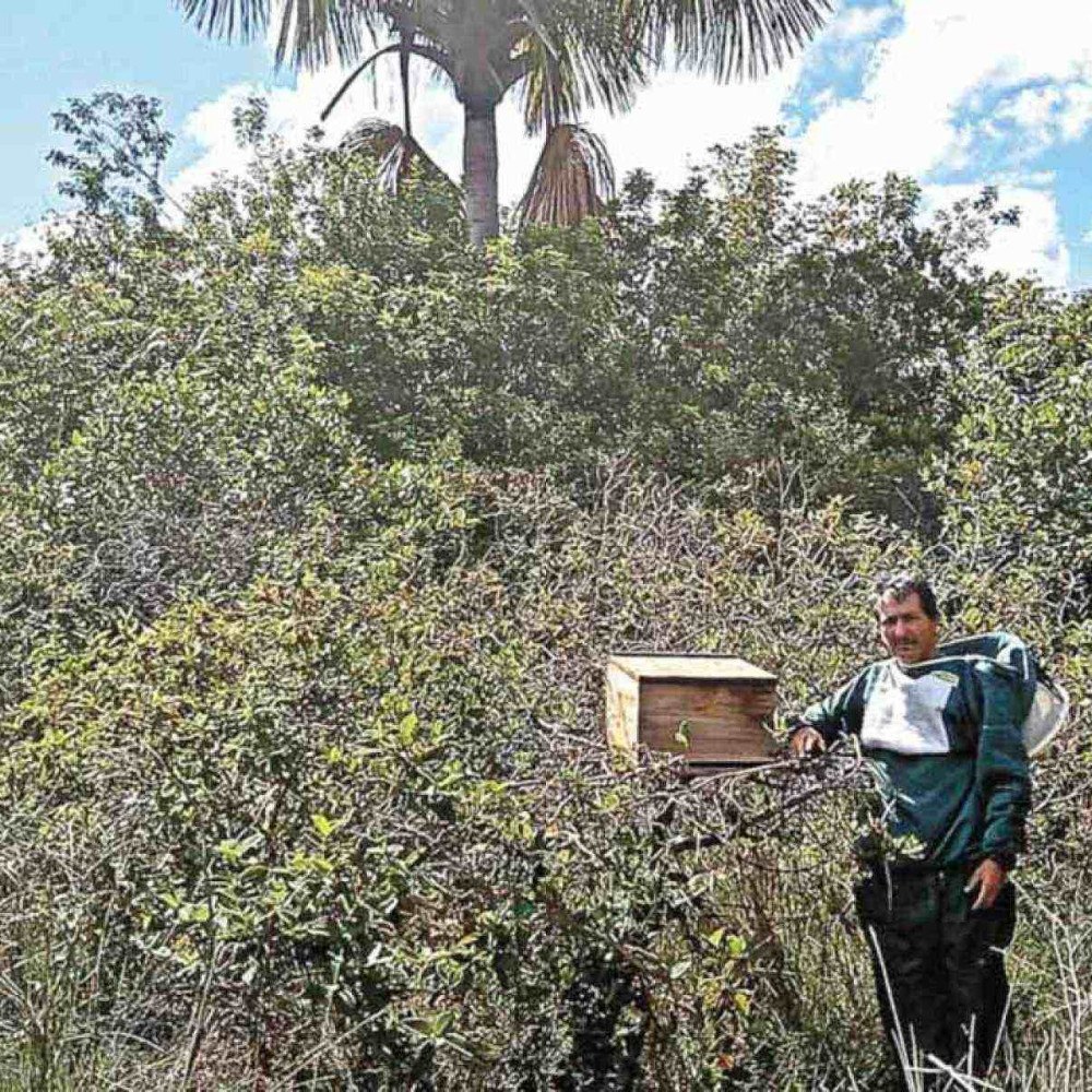 Apicultores de januária apostam na união para elevar a renda
