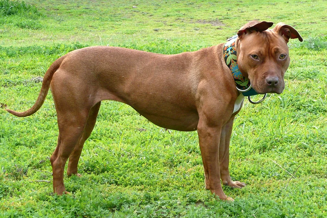 Além dessas seis raças, podemos incluir o pitbull como um cão que se deve evitar no convívio com as crianças. O Flipar já fez algumas galerias mostrando os ataques frequentes que ocorreram pelo Brasil.