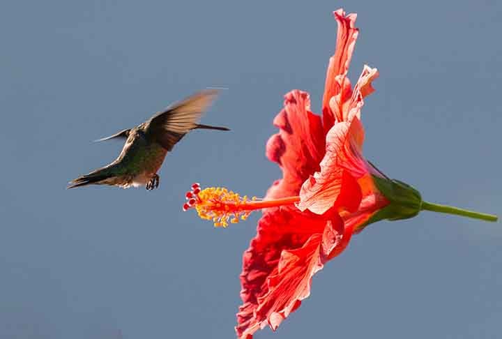 Néctar abundante: Beija-flores têm metabolismo acelerado e precisam de uma dieta rica em energia.
