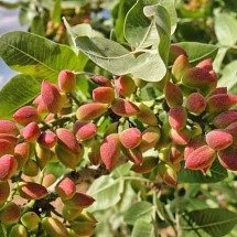 Alimento de fora, pistache conquistou o Brasil e dá sabor a cada vez mais produtos -  Imagem de erhan t por Pixabay