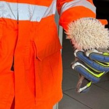 Vídeo: Filhote de porco-espinho albino é resgatado em quintal de MG - CBMMG