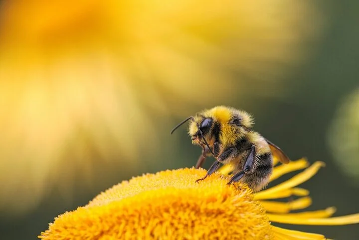 Projeto certifica mel produzido por abelhas sem ferrão do Brasil - Divulgação/Embrapa Meio Ambiente