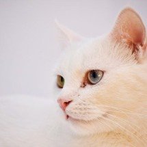 'Matei mesmo': homem que atropelou gatos no Sul de Minas é condenado - Didi S por Pixabay